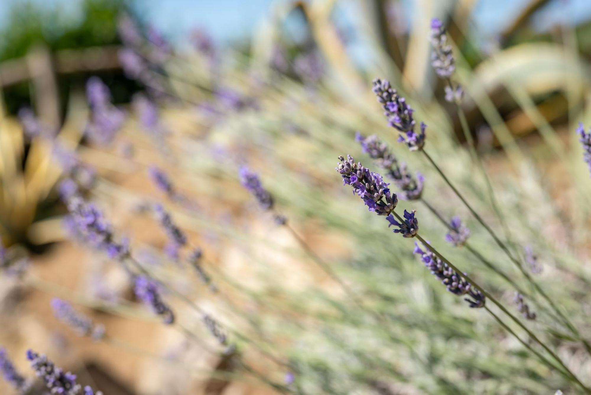 تْشيرتالدو Agriturismo Bio Fattoria Bacio المظهر الخارجي الصورة
